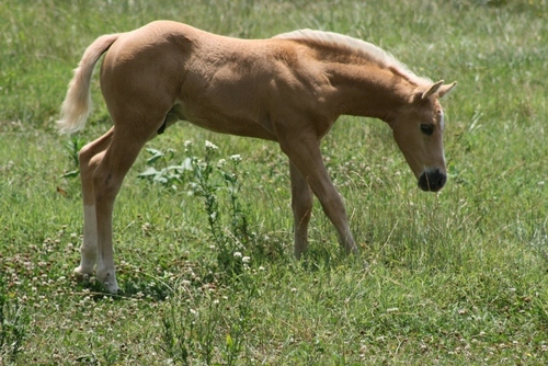Riverdale Farms is a full service equine facility.  We have over 600 acres of well maintained riding trails, RV and camp sites and an indoor riding arena.