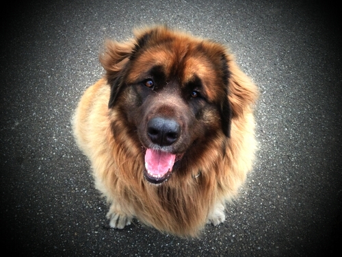 Ik ben een Leonberger-dame en ik woon bij @kramer_robert @tatstijdmachine @naomexcubaantje en @heaffie. Ik ben geboren op 26 januari 2009.