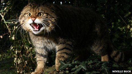 only schizophrenic cats attack computers calling others schizophrenic