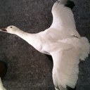 willy garza - @guigamo - Twitter