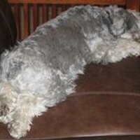 SchnoodleDo (@schnoodledo) 's Twitter Profile Photo SchnoodleDo (@schnoodledo) 's Twitter Profile Photo