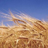 The Harvest GNC (@theharvestgnc) 's Twitter Profile