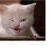 Delvalle_cat (@delvalle_cat) Twitter profile photo