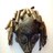 sangineto57's profile image