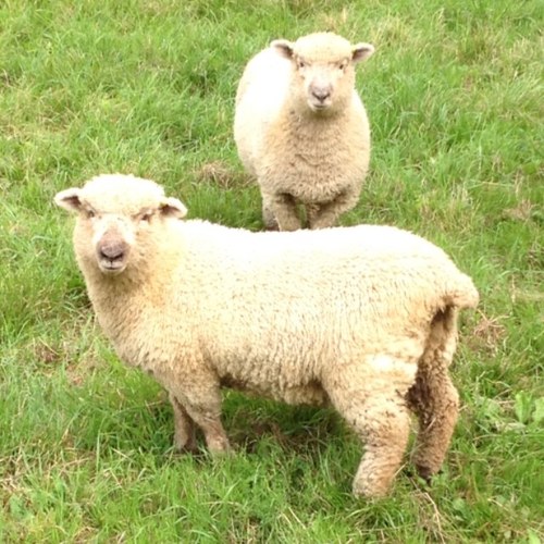 blokefrombpas's profile picture. Views are my own