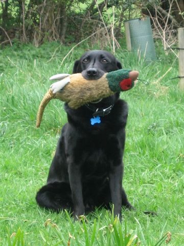 Coffee and black Lab addict