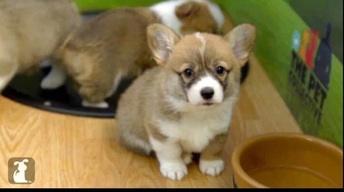 wossybossy's profile picture. 