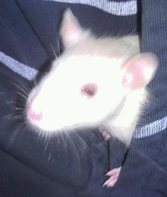 We Love Pet's! :)