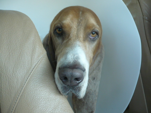 Rescued basset hound with a bad rep & is a bully in rehab.  My auntie @AJHarmes and mom JAConsiglio @JVConsiglio have written my story.  We need an agent.
