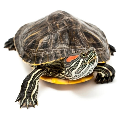 Faunaworld_nl's profile picture. http://t.co/Ht5ZbVTVYn                                       http://t.co/qu2h9TTQu9                                        http://t.co/5Ma2pq7C0a