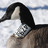GooseHuntProbz's profile image