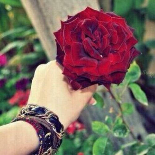 ggrooh's profile picture. ﺍﻟﻠـٌٍـٍﻲ ﻣﺜـٌٍـٍﻠـٌٍـٍﻲ ﻟﻮ ﺗـٌٍـٍﺪﻟـٌٍـٍﻊ ﺍﻟـٌٍـٍﺪﻟـٌٍـٍﻊ ﻻ‌ﻳـٌٍـٍﻖ ﻋﻠـٌٍـٍﻴـٌٍـٍﻪ ،،،،،،،،،