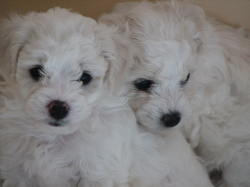 Bichongirls's profile picture. 