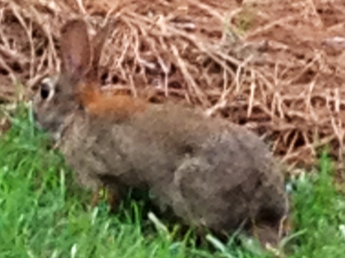 runnnrabbitrun's profile picture. 