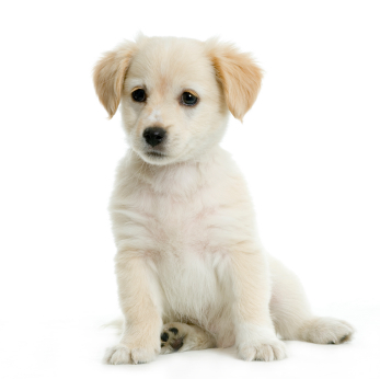 Just For Pet Deals is here to help you save money on your favourite pet products!