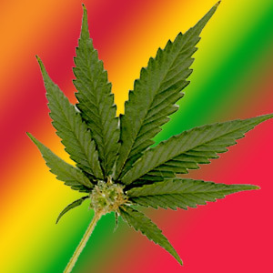 We deliver the latest Marijuana Health news everyday