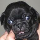 Amanda Collette - @Abagail265 - Twitter