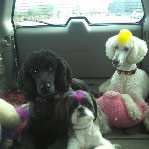 dirtydianalv's profile picture. 