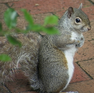 The purpose of Athens Squirrel is to provide info about things happening in Athens, Ohio