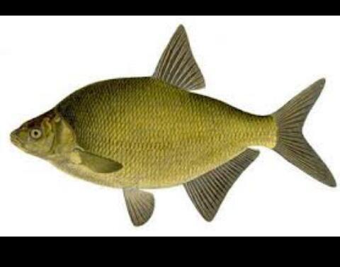 sportvistips's profile picture. Allerlei tips voor sportvissers!! Heb je goede tips of vragen tweet naar #sportvistips !!!