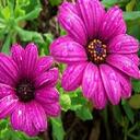 Jo Carey - @btbears - Twitter