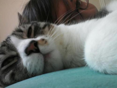 RamenIsBestCat's profile picture. 