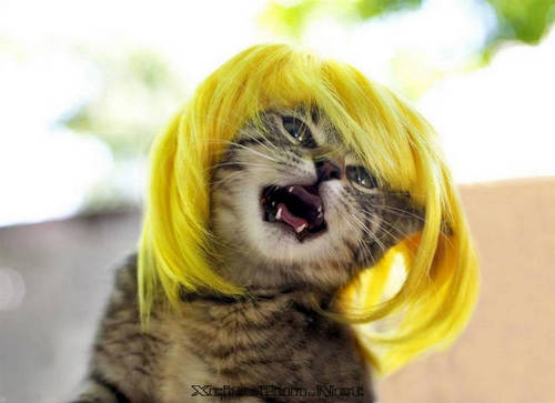 JustLetMeBeACat's profile picture. MEOW MEOW MEOW, I'M A CAT. BITCHES.