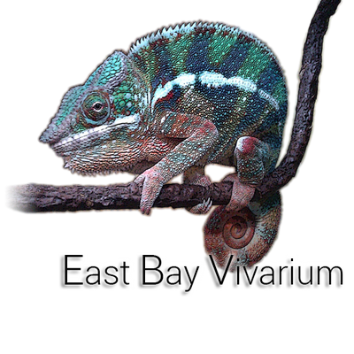 East Bay Vivarium Simply Stunning Red Hypo Translucent Bearded Dragon