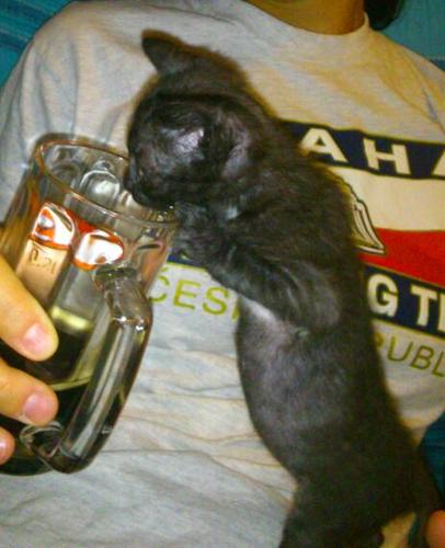 theangry_monkey's profile picture. mi sono iscritta perchè una mia amica mi ha rotto le balle :-)