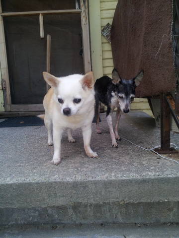 bellez8's profile picture. Until God rescues USA I will work tirelessly to inform the ignorant & fight the leftist...