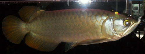 pitag2555's profile picture. 