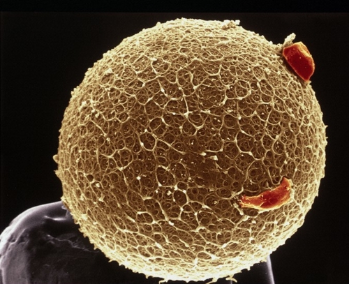 Technology watch on #biotechnologies #radiopharmaceuticals #immunobiotherapies