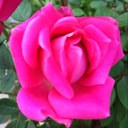 Linda Lee Rish - @llrish - Twitter