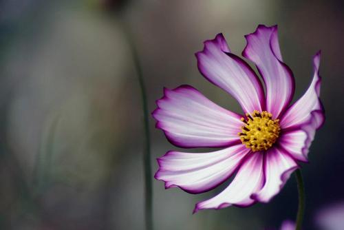 Esraa_Mahmoud's profile picture. Egyptian Muslim girl studied Computer and Systems Engineering at Alexandria University.