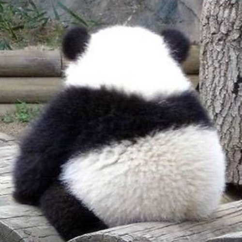 daninoll's profile picture. “In three words, I can sum up everything I’ve learned about life: It goes on. “ -Robert Frost 🙏🏻❤️🇺🇸