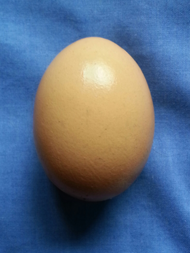 Wabbanoose's profile picture. 