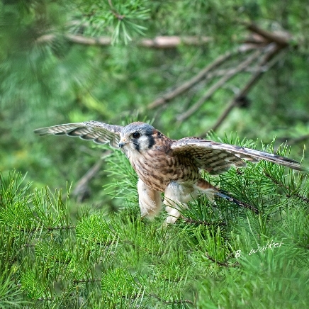 Walden's Puddle is a wildlife rehabilitation and education center serving Middle Tennessee.