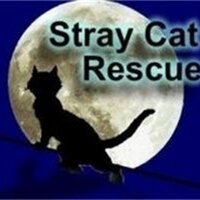 Stray Cat Rescue (@straycatrescue) 's Twitter Profile