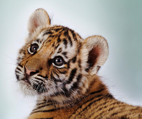 lindamsimonton's profile picture. Proud liberal. Vote blue. Resist.