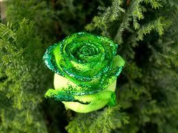 green rose of excellence and social development \ site interactive \ by pictures interactive \ share....look