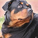 devin lester - @hambergers - Twitter