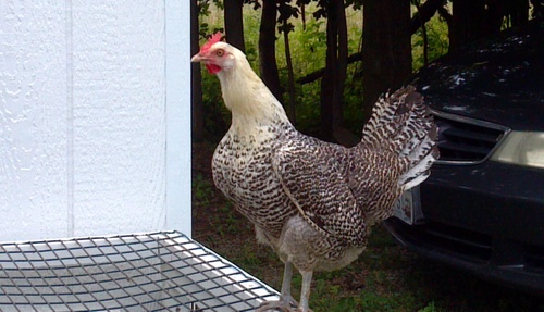 Mom to three kids, two bunnies and three chickens