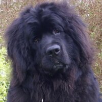 Norvik_1602 (@norvik_1602) 's Twitter Profile