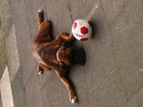 BobbyBoxer1's profile picture. Fauler Hund !