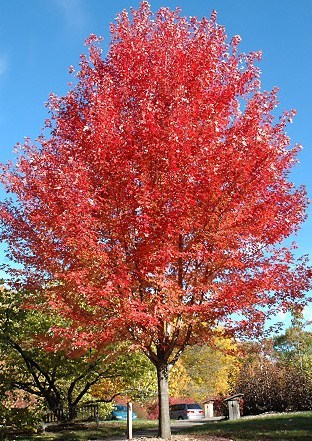 Thomas Tree Care is a local, family owned and operated tree service company located in Vancouver. We are licensed, bonded and insured in the state of Washington