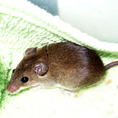 LittleOM's profile picture. OM, aka Orphaned Mouse. Follow the musings of a Buddhist monestary mouse. My friend, a nun, and I live next door to Dalai Lama. Don't squeak, but I tweet a bit!