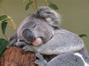 Helping to save and protect animal cruelty