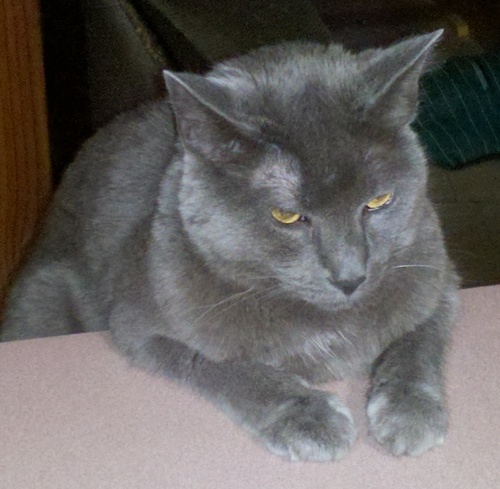 lissaolin's profile picture. 