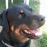 Rottweiler(@karlossaez) 's Twitter Profile Photo