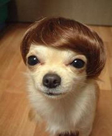 triplett_mark's profile picture. —I’m not just the president of Hair Club For Dogs. I’m also a client —